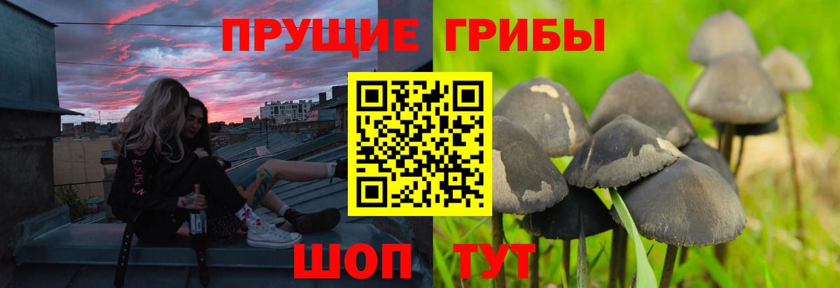 где можно купить   Псилоцибиновые грибы Psilocybe  Вход с VPN  Щёлково 